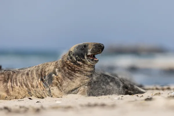 Foka szara — Helgoland, Düne