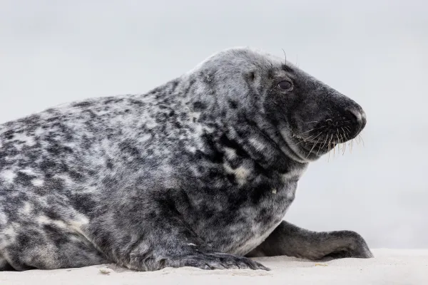 Foka szara — Helgoland, Düne