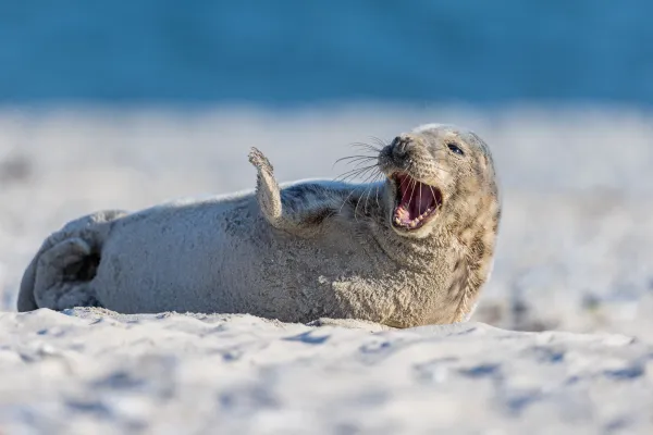 Foka szara — Helgoland