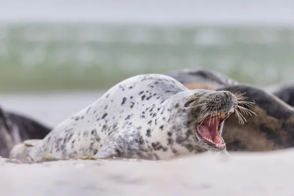 Ziewająca foka — Helgoland