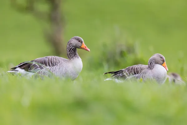 Gęgawa — Helgoland