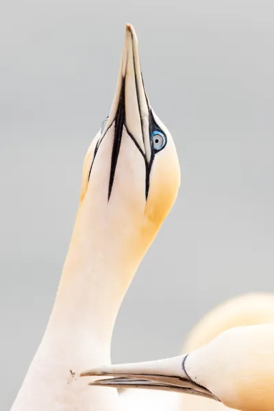 Głuptak, portret — Helgoland
