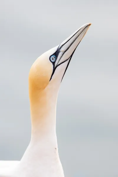 Głuptak, portret — Helgoland