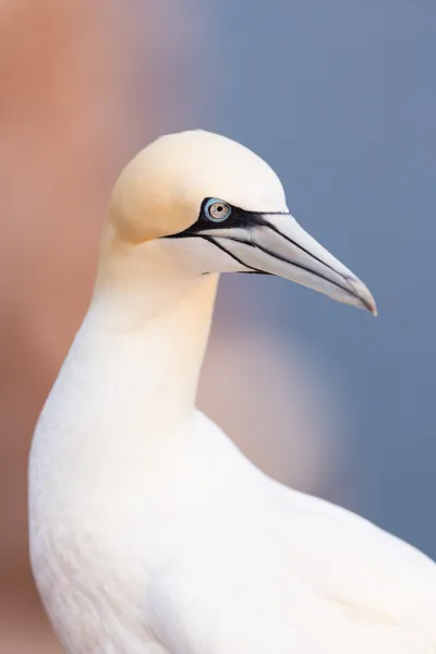 Głuptak, profil — Helgoland