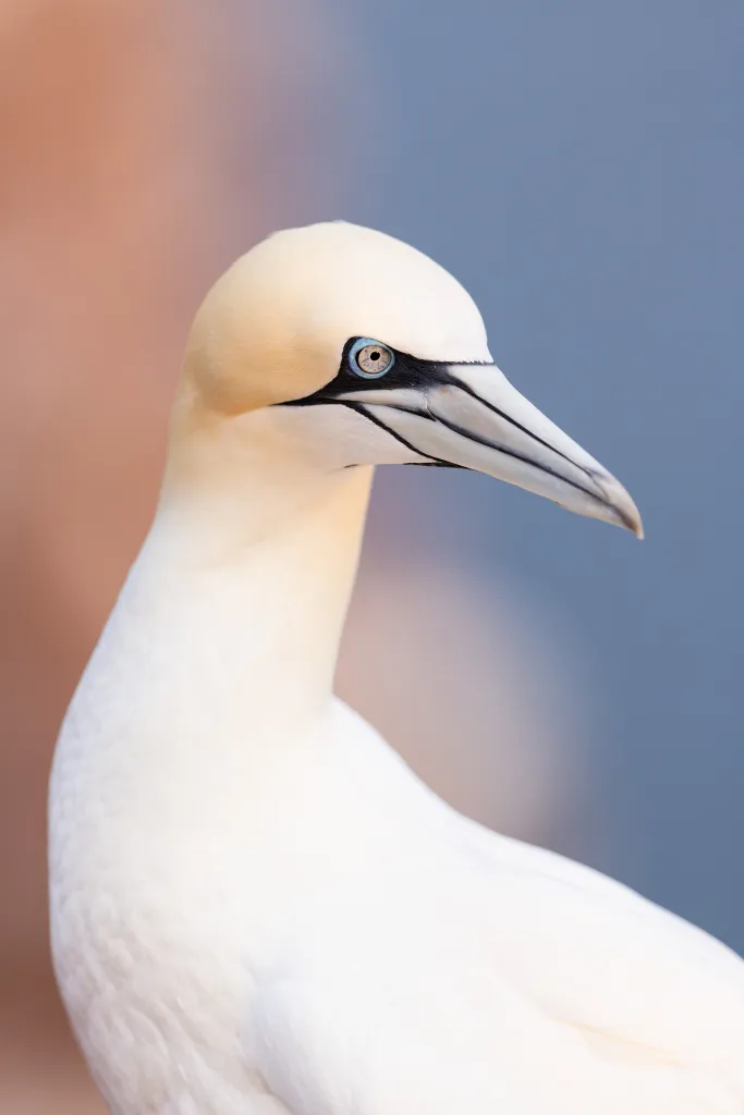 Głuptak, profil — Helgoland
