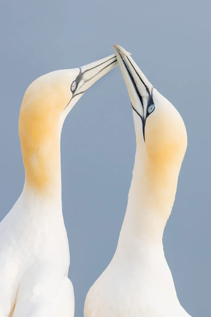 Głuptaki, para — Helgoland