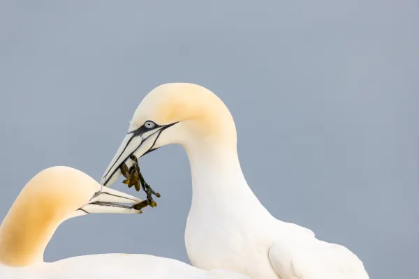 Taniec godowy głuptaków — Helgoland