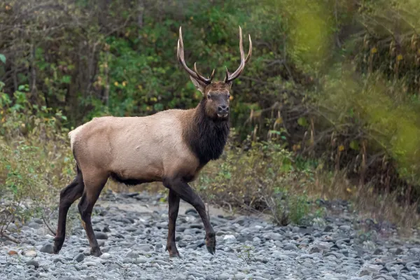 Wapiti — Vancouver Island, Kanada