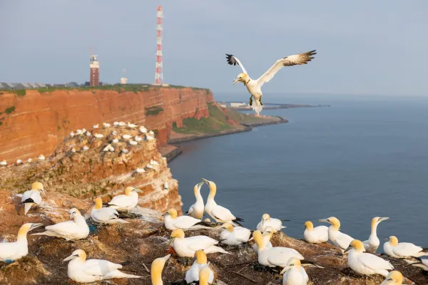 Kolonia głuptaków — Helgoland