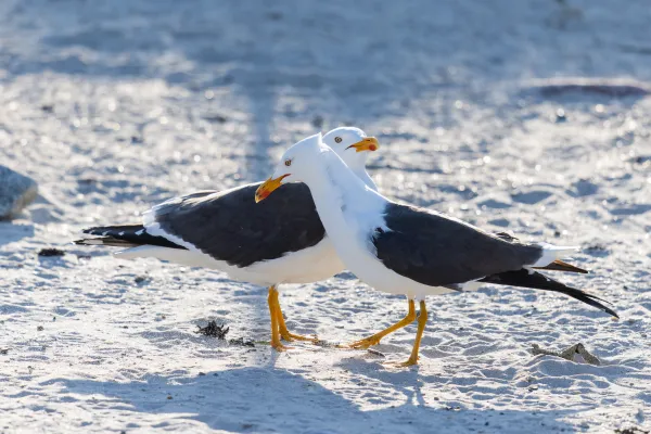 Mewa trójpalczasta — Helgoland