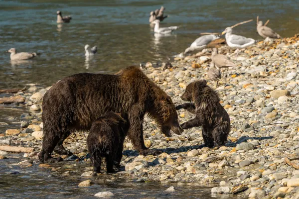 Grizzly z młodymi — Vancouver Island, Kanada