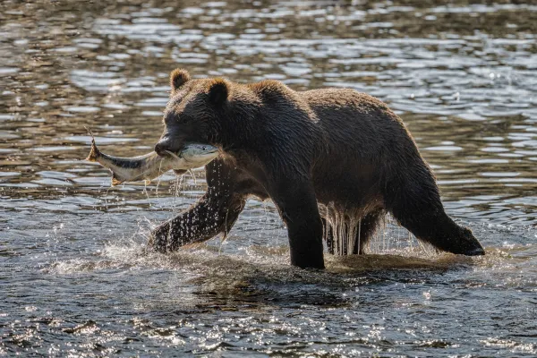 Grizzly łowi — Vancouver Island, Kanada