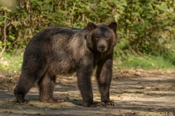 Grizzly — Vancouver Island, Kanada