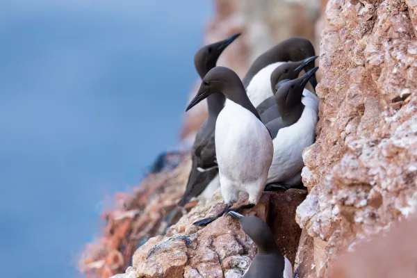 Nurzyki na klifie — Helgoland, Lange Anna