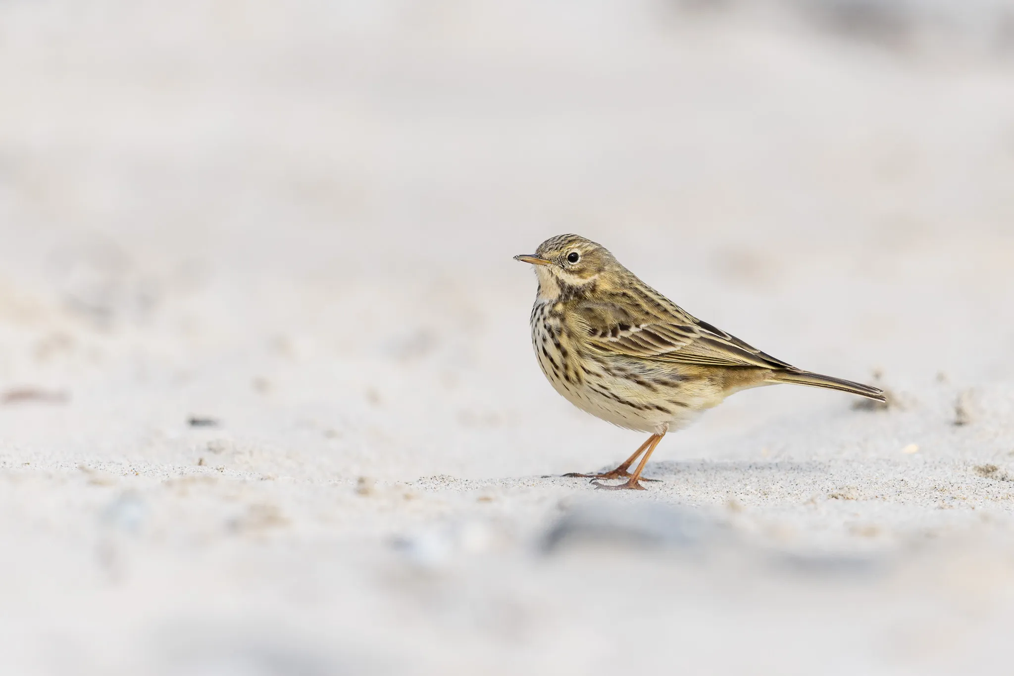 Świergotek na plaży — Helgoland