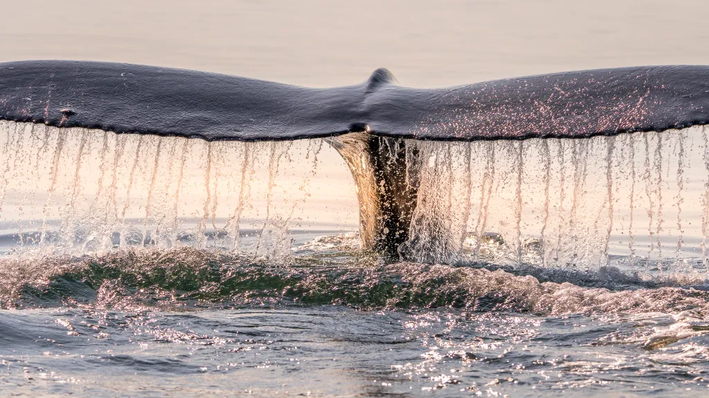 Humbak — Vancouver Island, Kanada